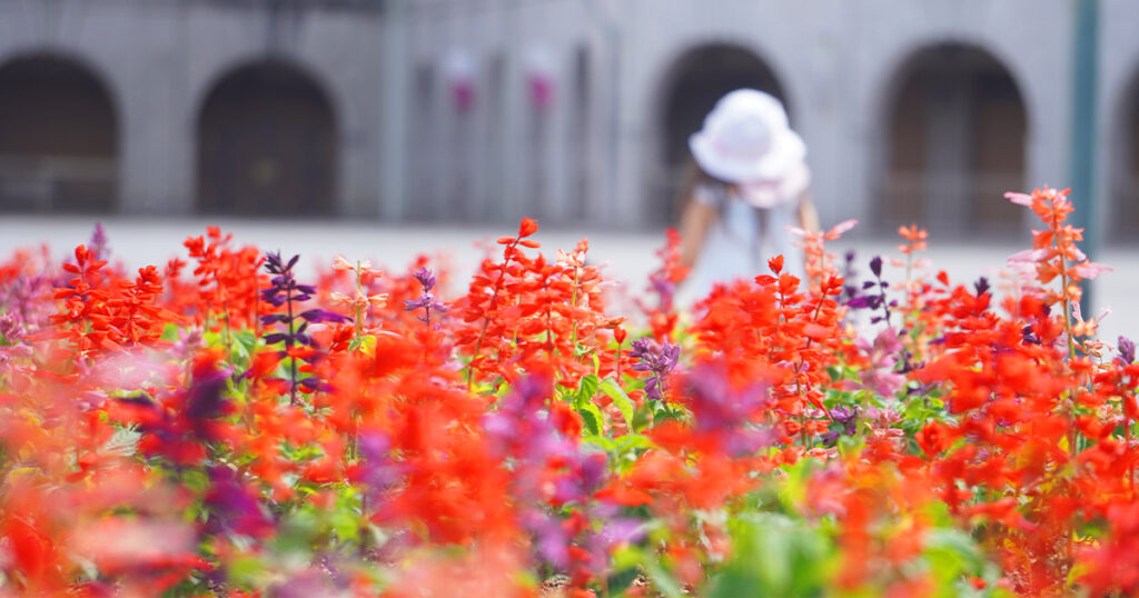神戸フルーツフラワーパークのお花