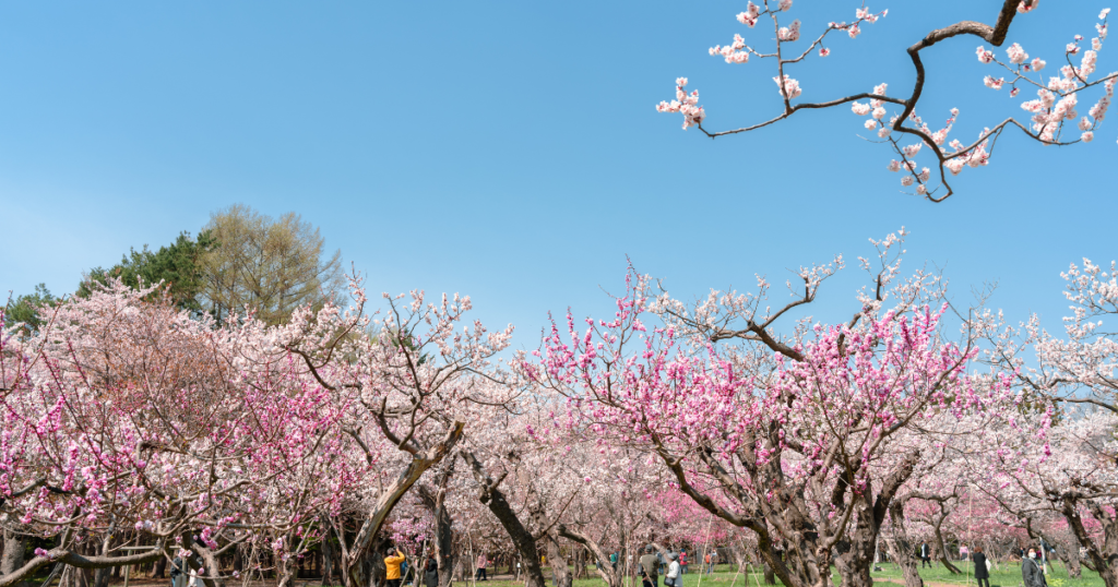 桜